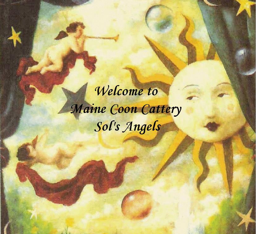 Maine Coon Cattery Sol's Angels